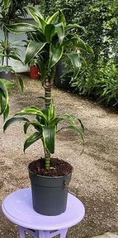 Dracena Dorado bitkisi (drasena)